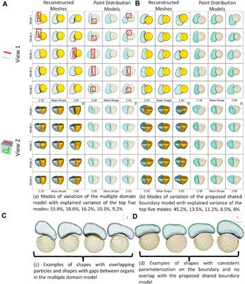 Statistical shape modeling of multi-organ anatomies with shared boundaries
